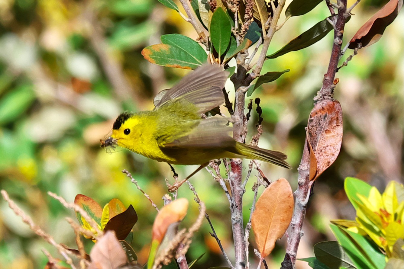 Wilson's warbler (Cardellina pusilla) (41603115780) by David Bakken is licensed under CC BY-SA 2.0.